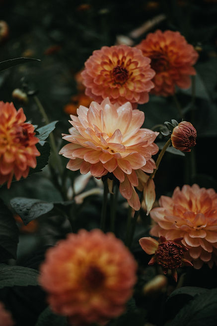 Orange Dahlia