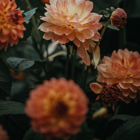 Meeting the Moment: A TGNC Meditation Group