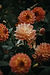 Orange Dahlia