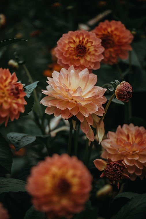 Orange Dahlia