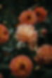 Orange Dahlia