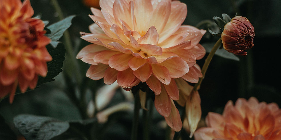 Orange Dahlia