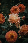 Orange Dahlia