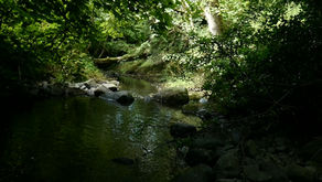 Iolo Williams takes us on a walk around a favourite nature spot.