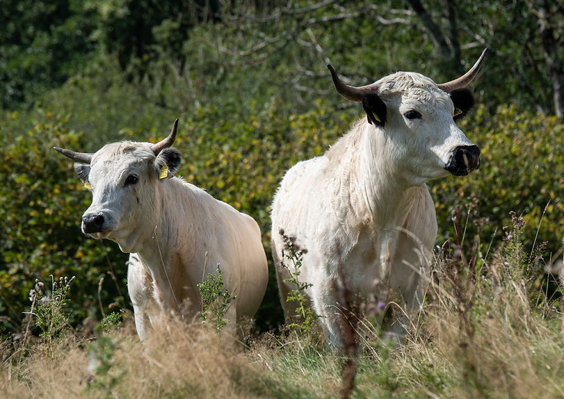 Mapperton White Park Copyright Sam Rose 2021 1500px long edge 100pc 300dpi sRGB 5036.jpg