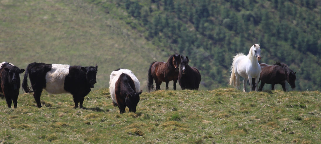 Cattle ponies.jpg
