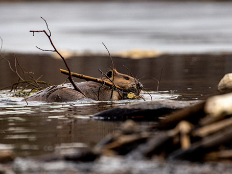Afanc building dam in water