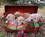 yellow puppies.jpg