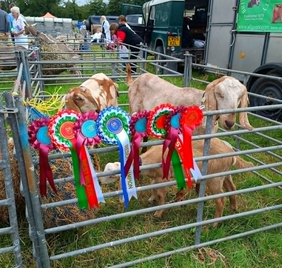 lampeter show 2026 1_edited.jpg