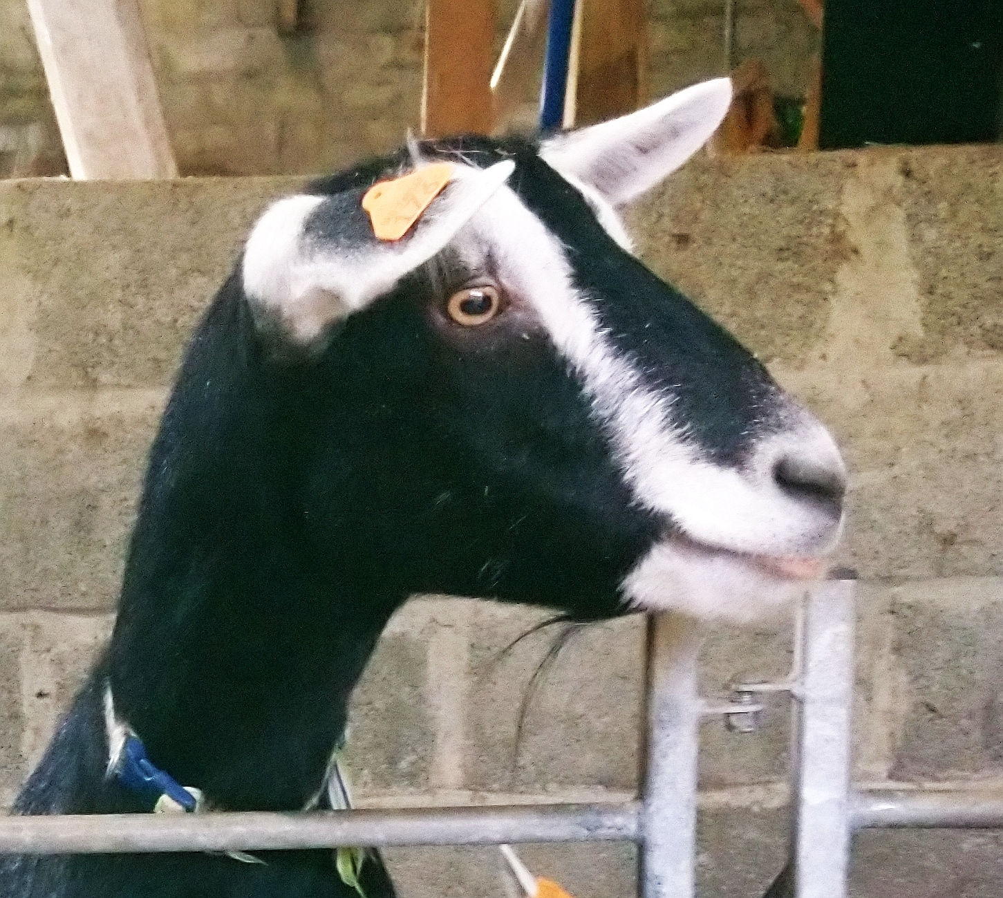 Hilary head 25.jpg