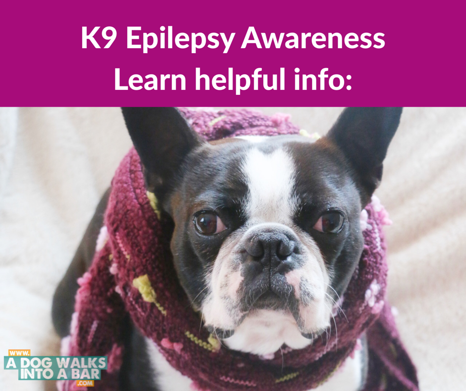 What to Know about Epilepsy in Dogs
