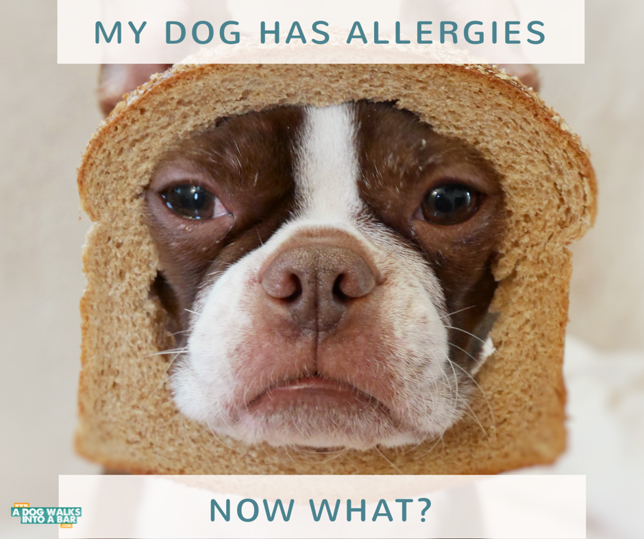My Dog Has Allergies, Now What?