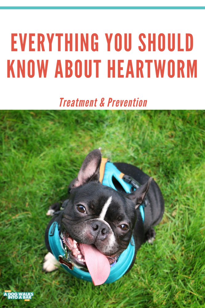 Everything you should know about heartworm