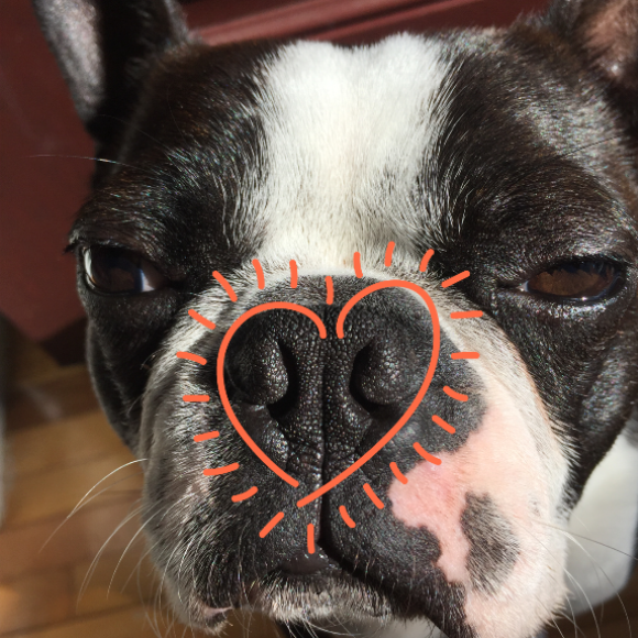 Using smell for dog enrichment