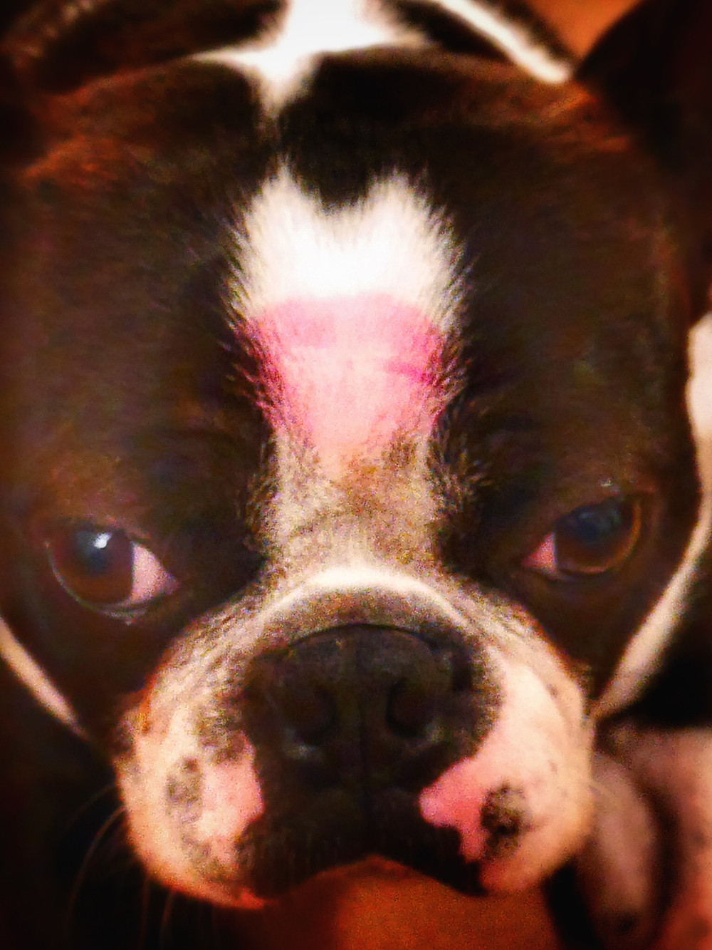 Yoda with a Kiss