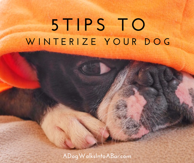 5 Tips for Winterizing your Dog