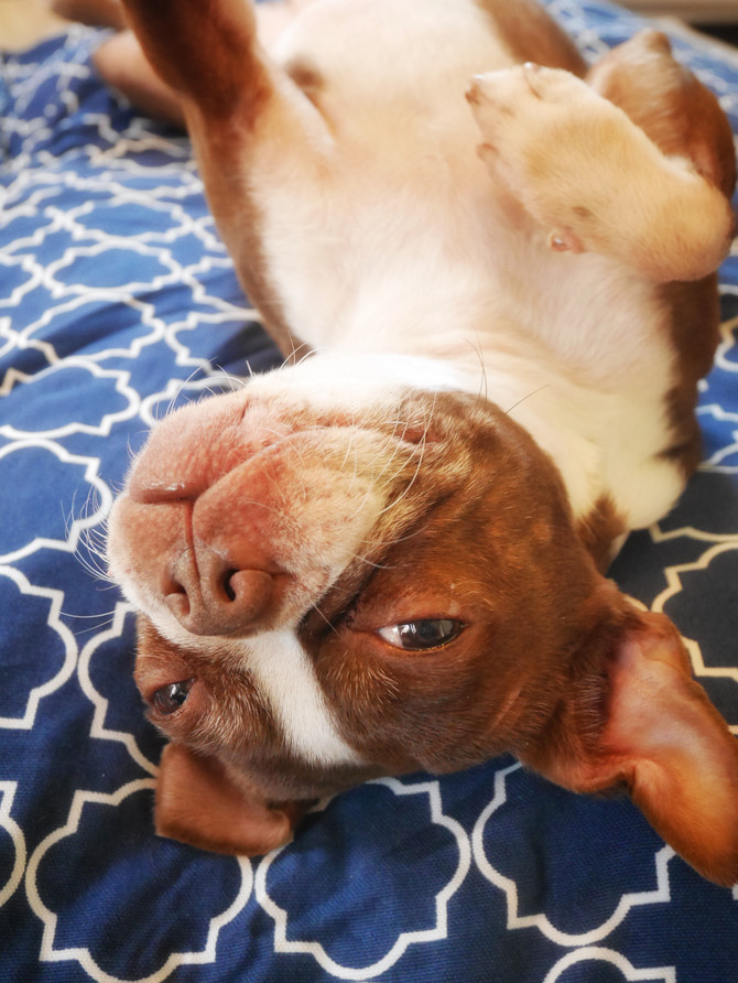 Sleep in Style with #MollyMutt Review and Giveaway