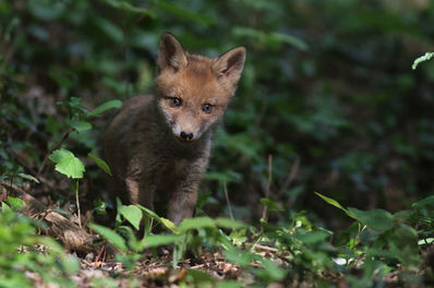 JMP - renardeau 2.jpg