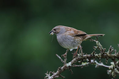 accenteur mouchet.jpg