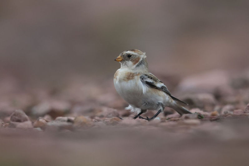 7J8A9878 resized.jpg