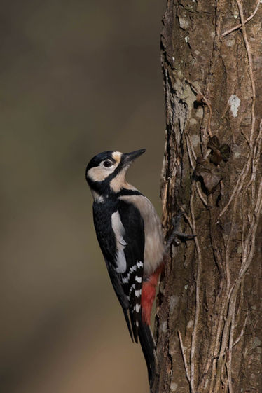 JMP pic épeiche 2.jpg