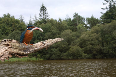 Martin-Pecheur venant de plonger.jpg