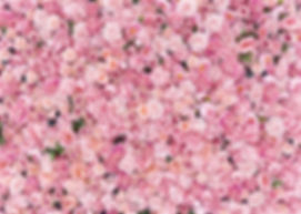 Dense background of light pink roses
