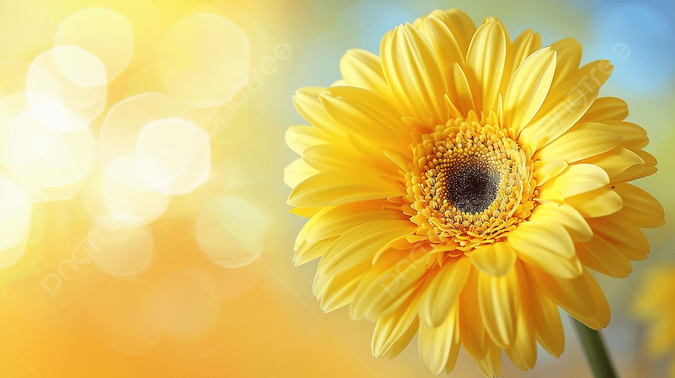 pngtree-yellow-daisy-on-flowers-background-picture-image_15697549.jpg