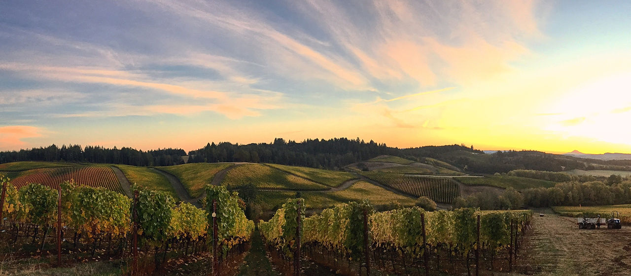vineyard.JPG