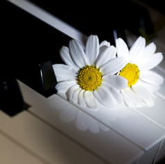 Daisies piano.jpeg