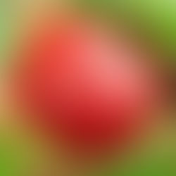 FRUTAS DA PRIMAVERA - HORA DA FRUTA