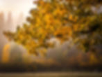 Meadow Fall