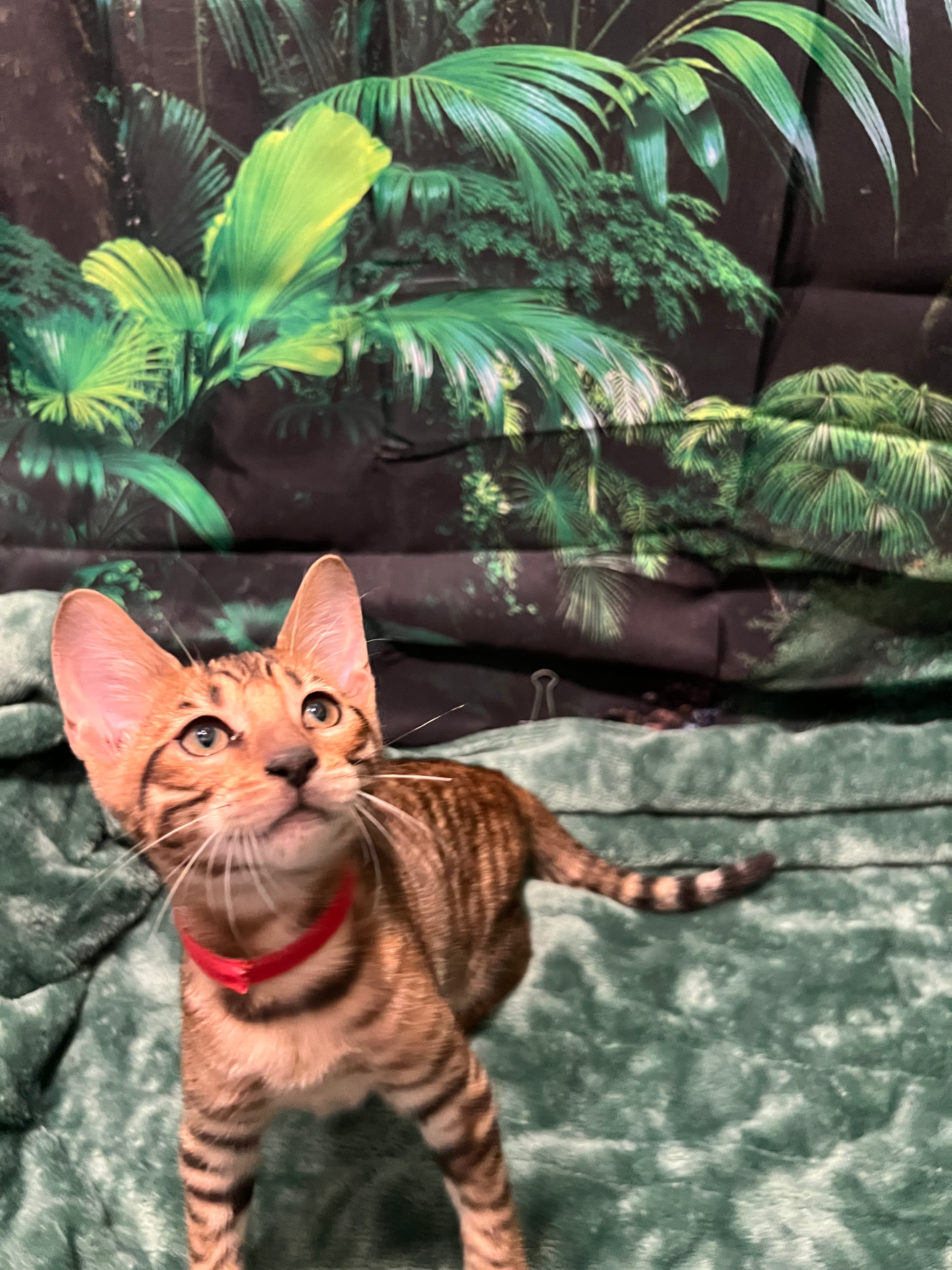 Red Collar (girl) SOLD