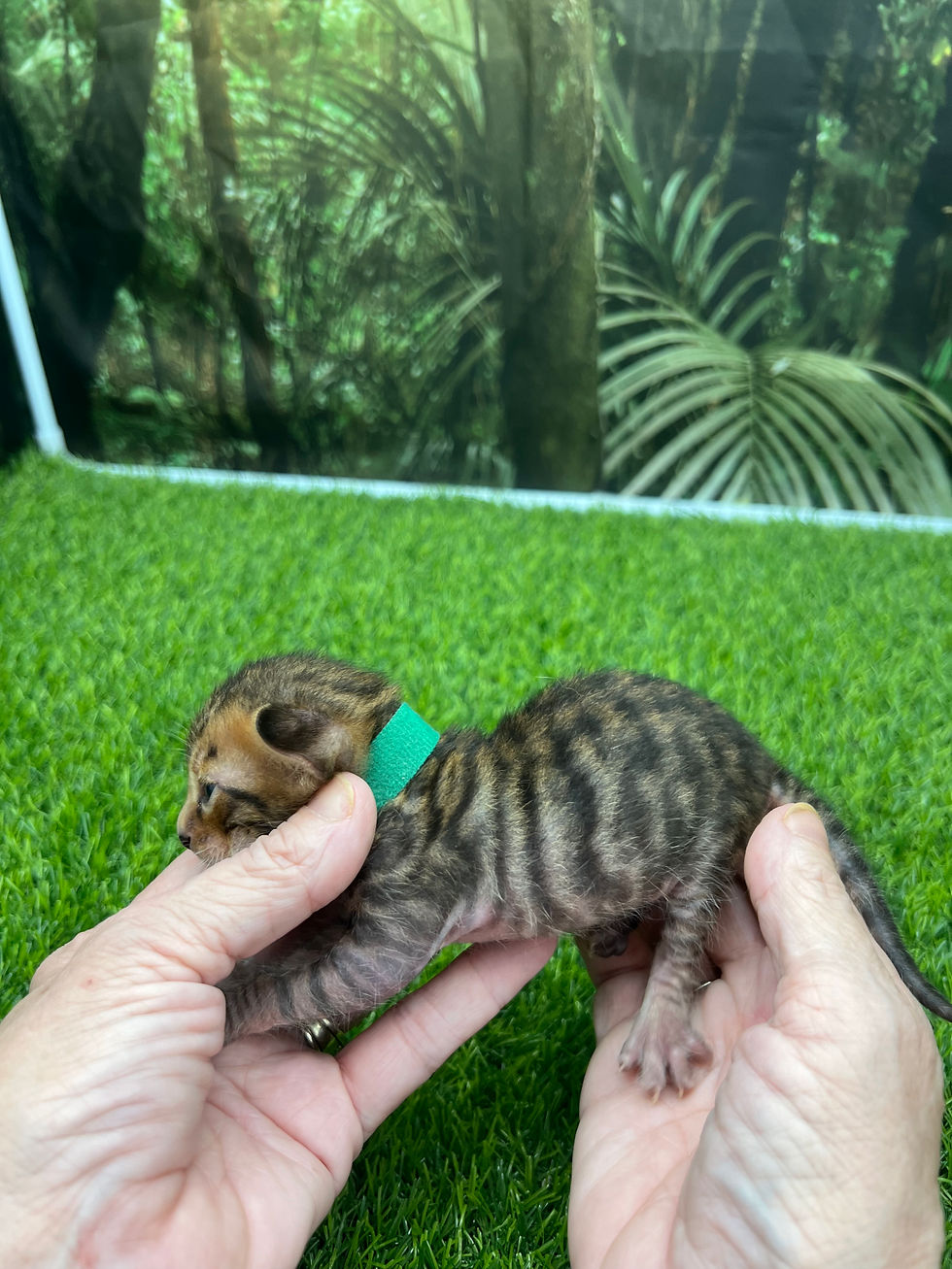 Thumbnail: Green Collar (Boy)