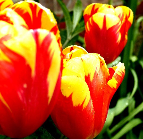 Macro image 2