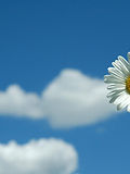 FIORE