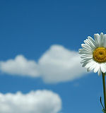 White flower