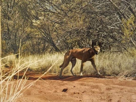 Day of the Dingo-Expedition Dust day 45