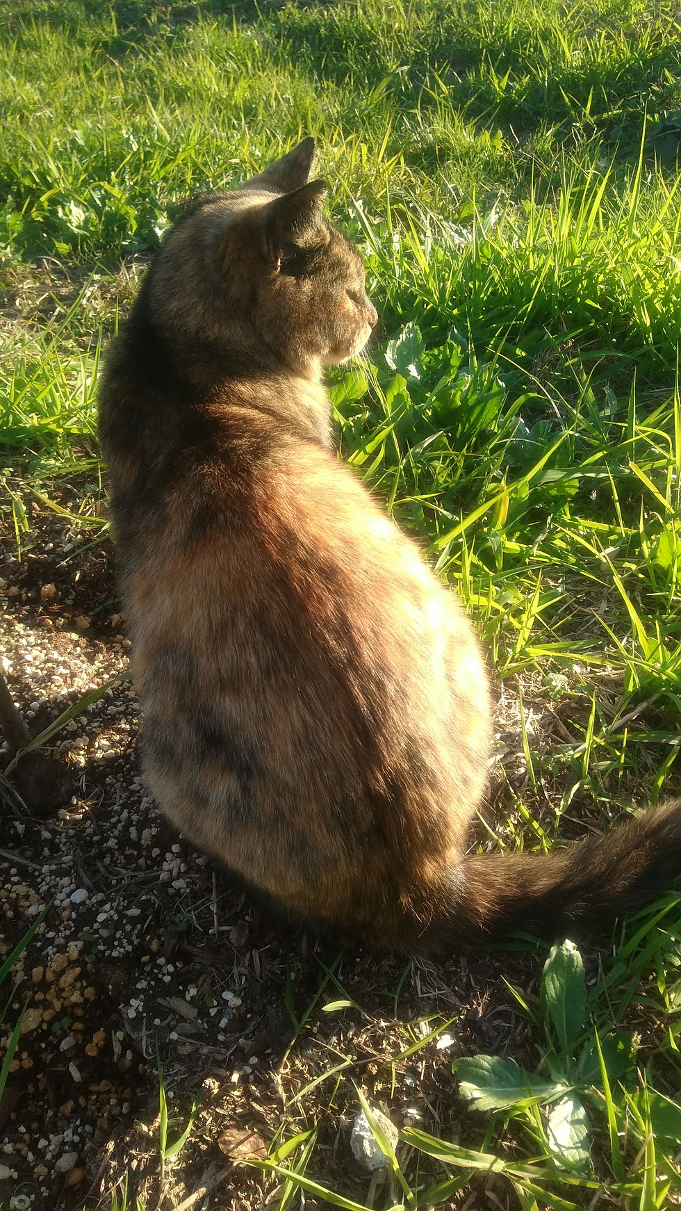 ミミパトロール