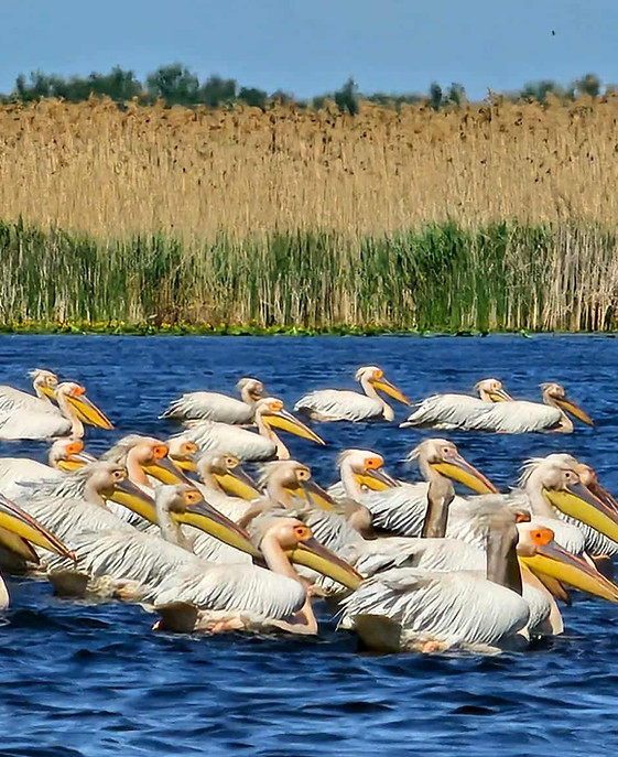pelicani-in-delta-dunarii-cu-caiacul-delta-sunrise.jpg