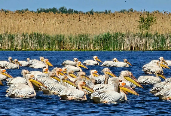 pelicani-in-delta-dunarii-cu-caiacul-delta-sunrise.jpg