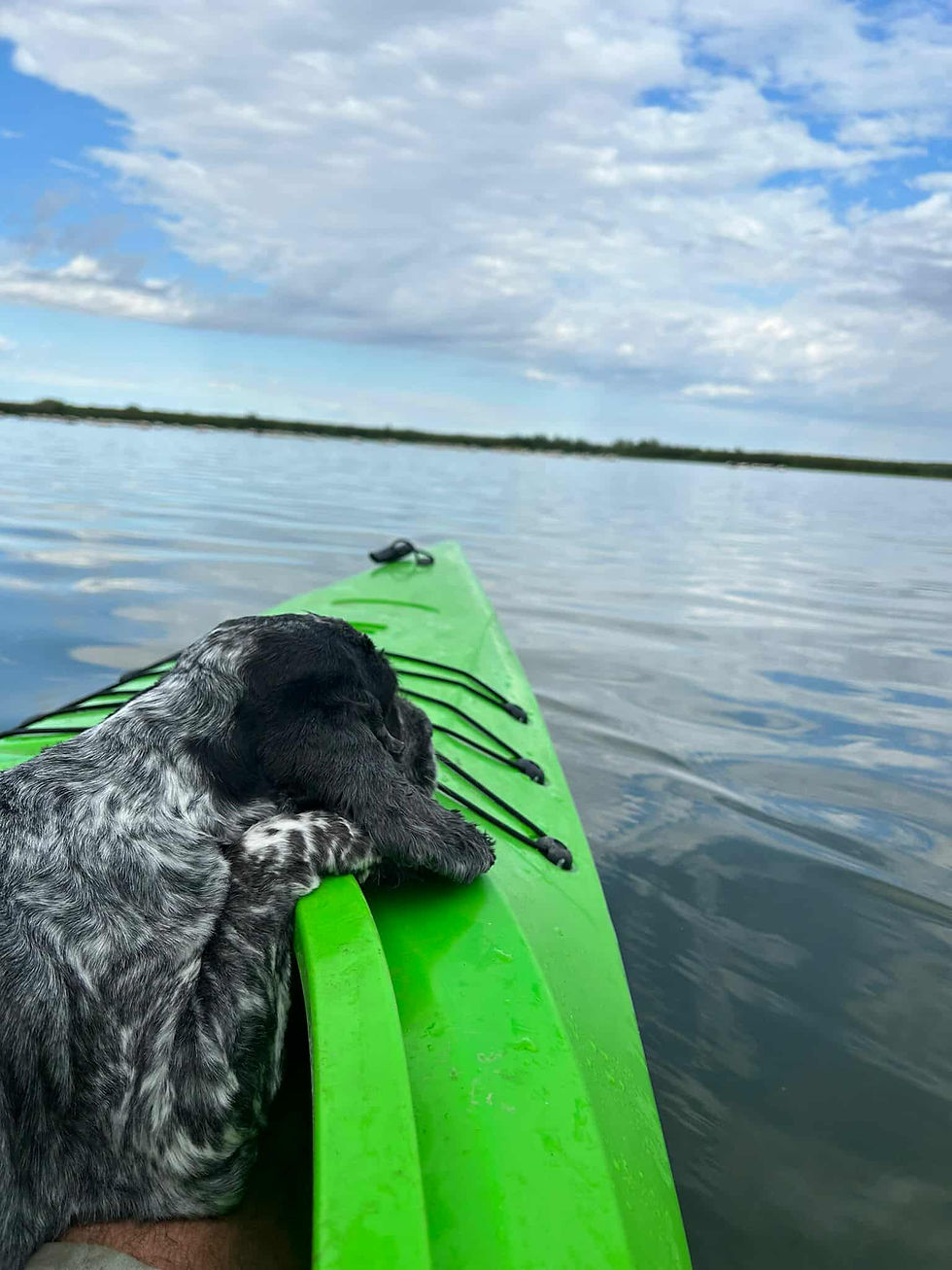 catel cu caiacul in delta dunarii la delta sunrise cazare care accepta si animale de companie.