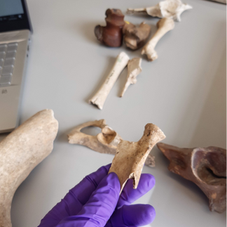 Archaeologist analysing human bones