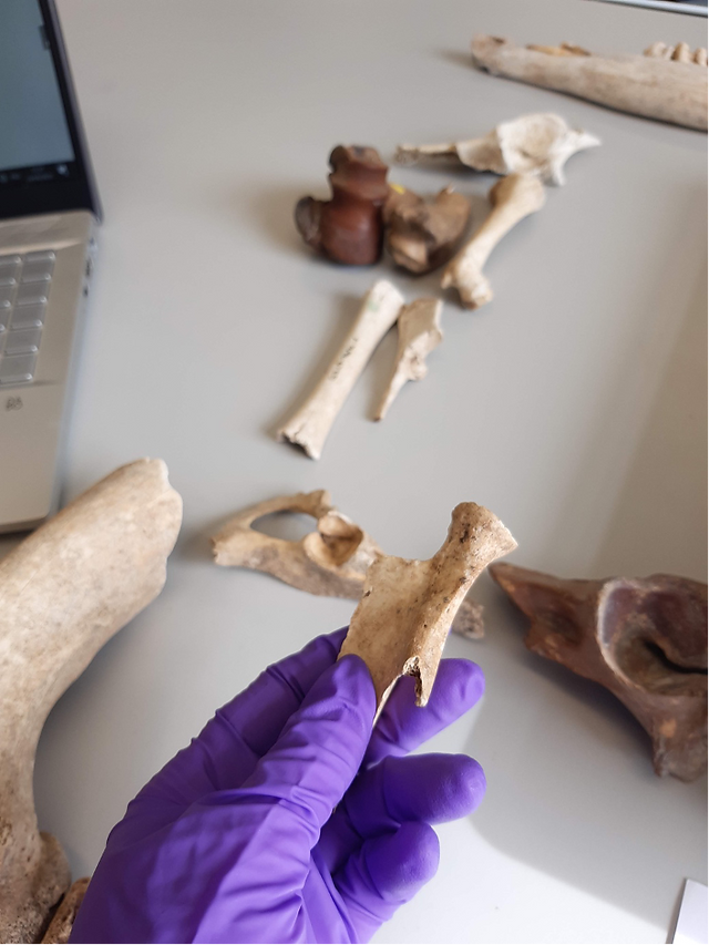 Archaeologist analysing human bones
