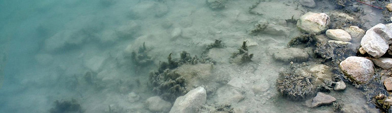 Murky Pool 