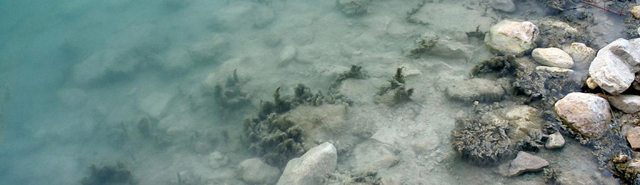 Murky Pool 