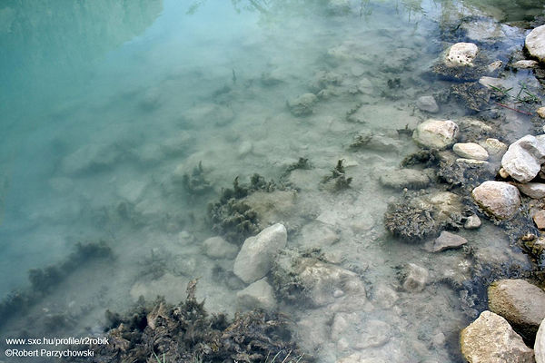 Piscine Murky