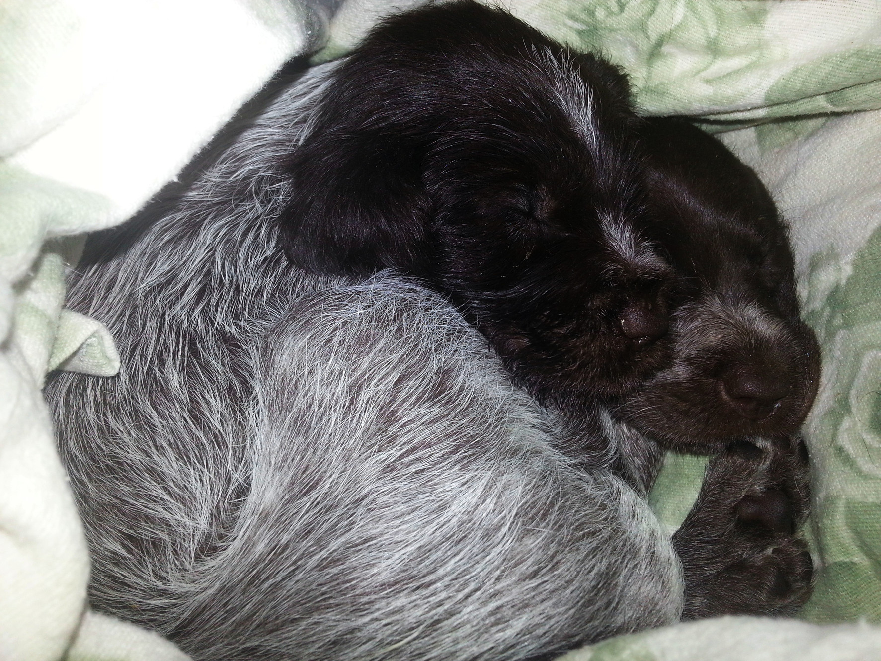 HOME donnybrookkennels