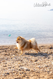Photographe animal domestique l'ayguade