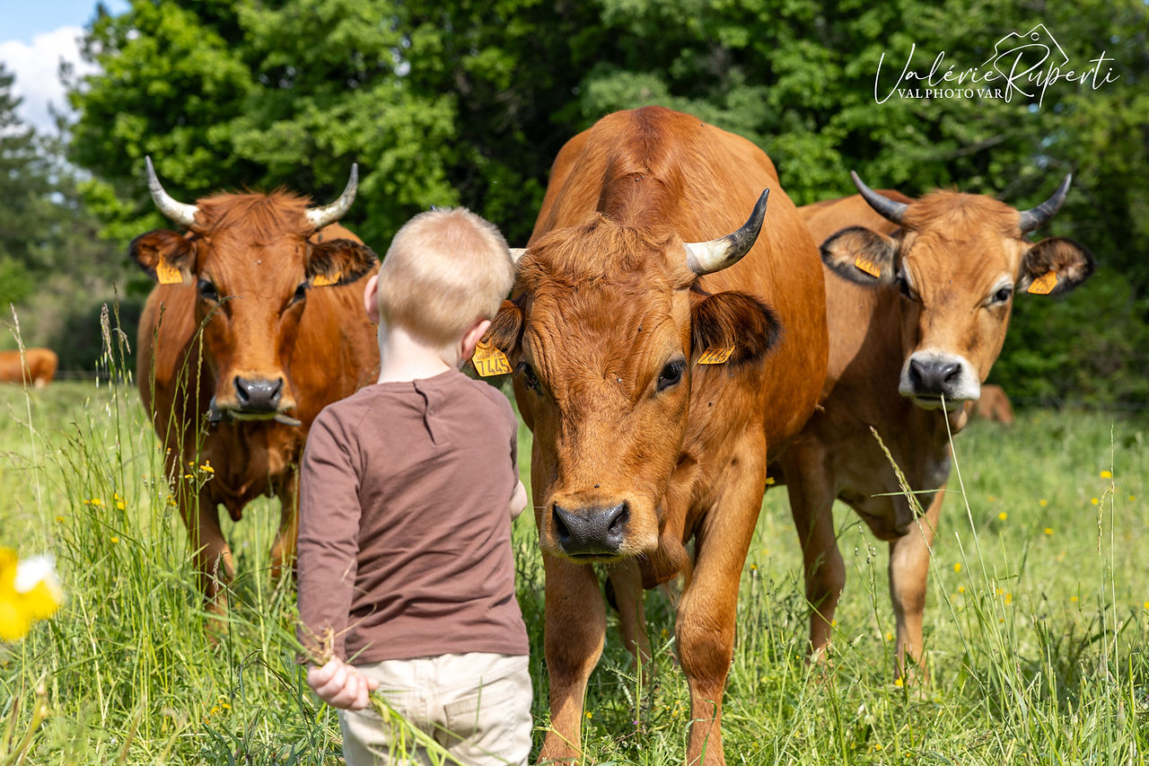 Découverte des vaches